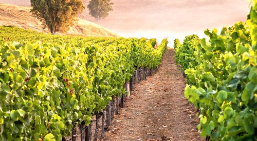 El Coro Vineyard Image